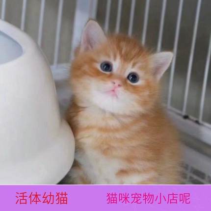 猫咪真猫幼猫猫咪活体宠物猫小奶猫中华田园猫幼猫橘白猫猫猫活物