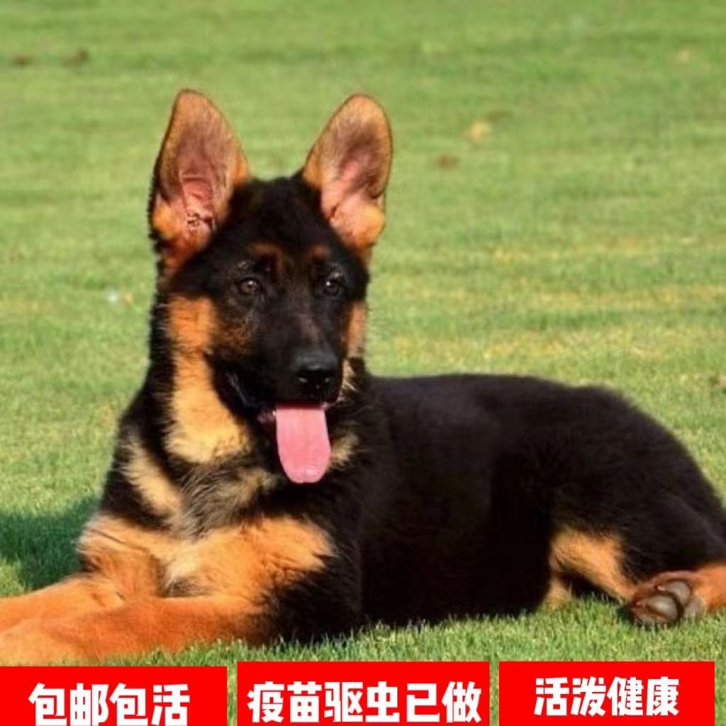德牧幼犬串短毛锤系弓背看家犬护卫犬西德犬放羊聪明活体黑背犬狗