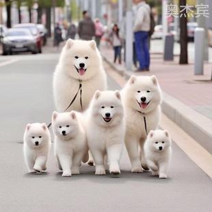 公主宠物狗活物幼崽 纯种萨摩耶幼犬活体微笑天使萨耶雪橇犬熊版