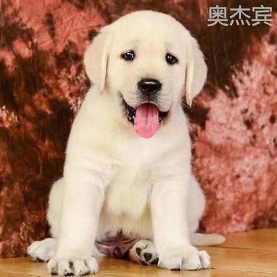 奶白色拉布多幼崽纯黑犬