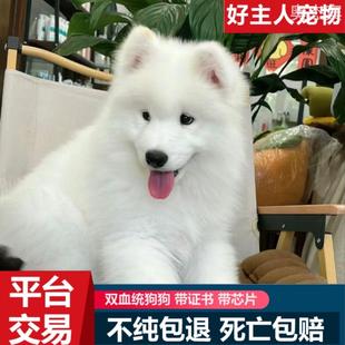 中大型便宜萨摩耶宠物狗 纯种萨摩耶幼犬微笑天使萨摩耶田园熊版