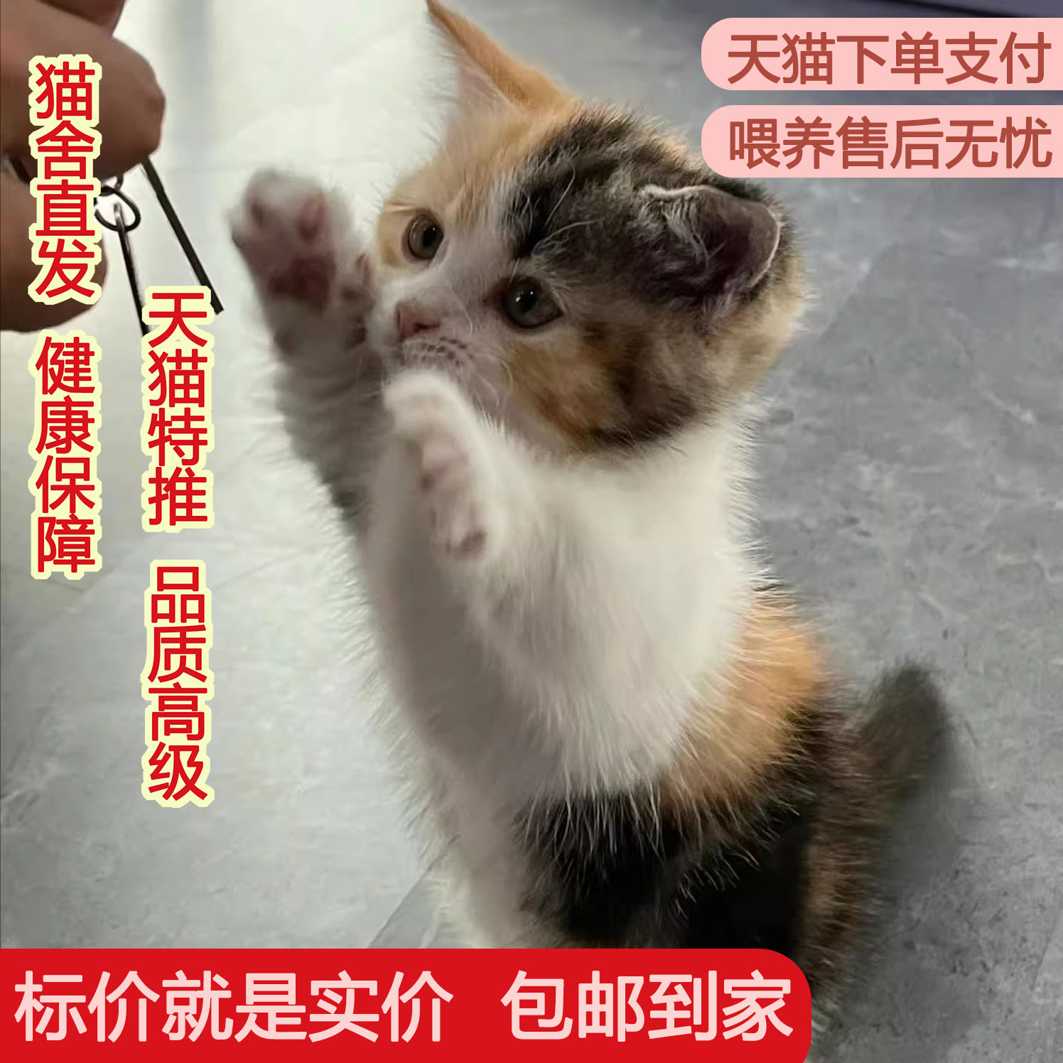 天使瀑布中华田园猫家养短毛