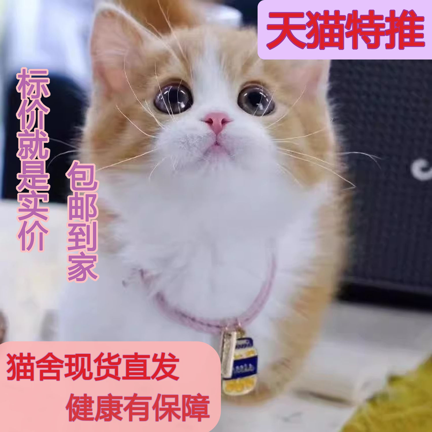 中华田园猫天使瀑布家养短毛