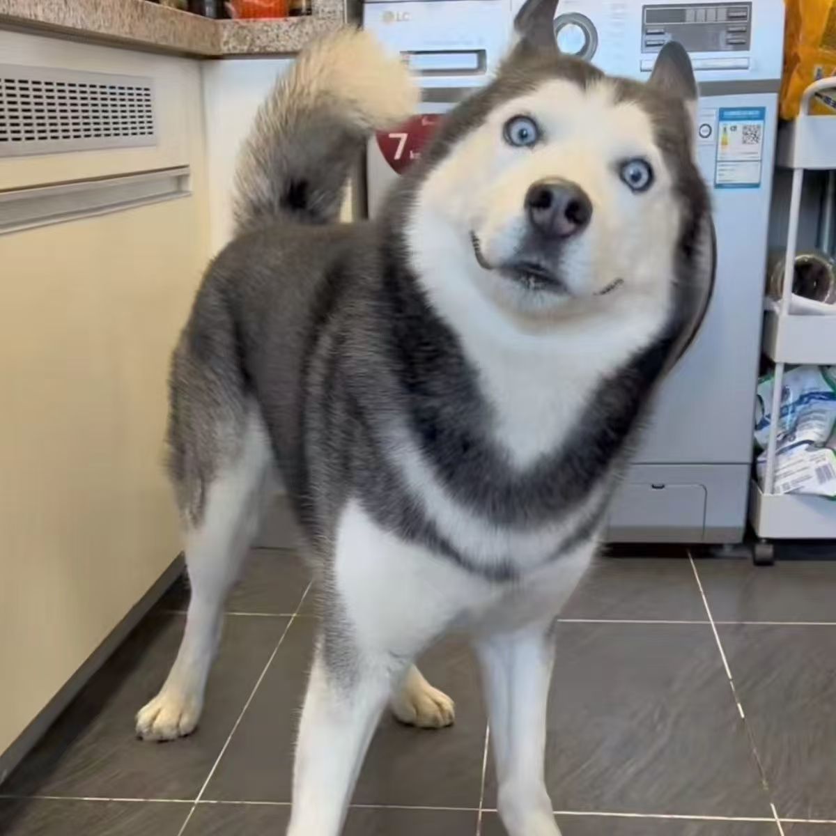 哈士奇家养幼犬活物宠物幼崽二哈真狗子领养血统狗活的中华田园犬