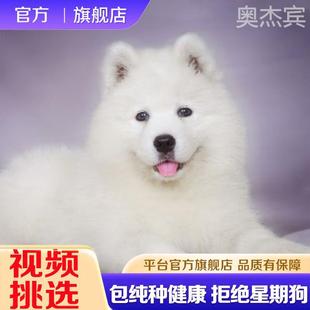 萨摩耶纯种小狗幼犬纯白色萨摩犬大型犬宠物狗活物雪橇犬长毛 熊版