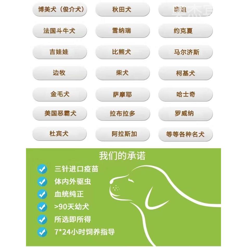 沙皮狗幼犬小型纯种褶皱