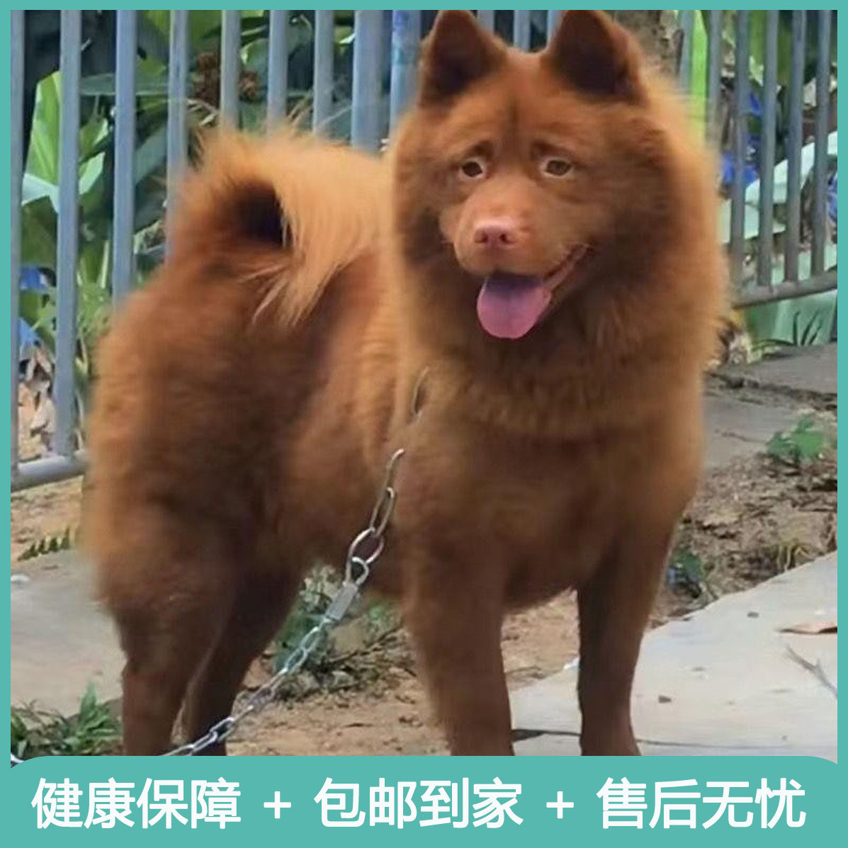 潮汕五红犬狗崽便宜虎斑红色的土狗土猎犬中华田园犬五黑犬打猎犬