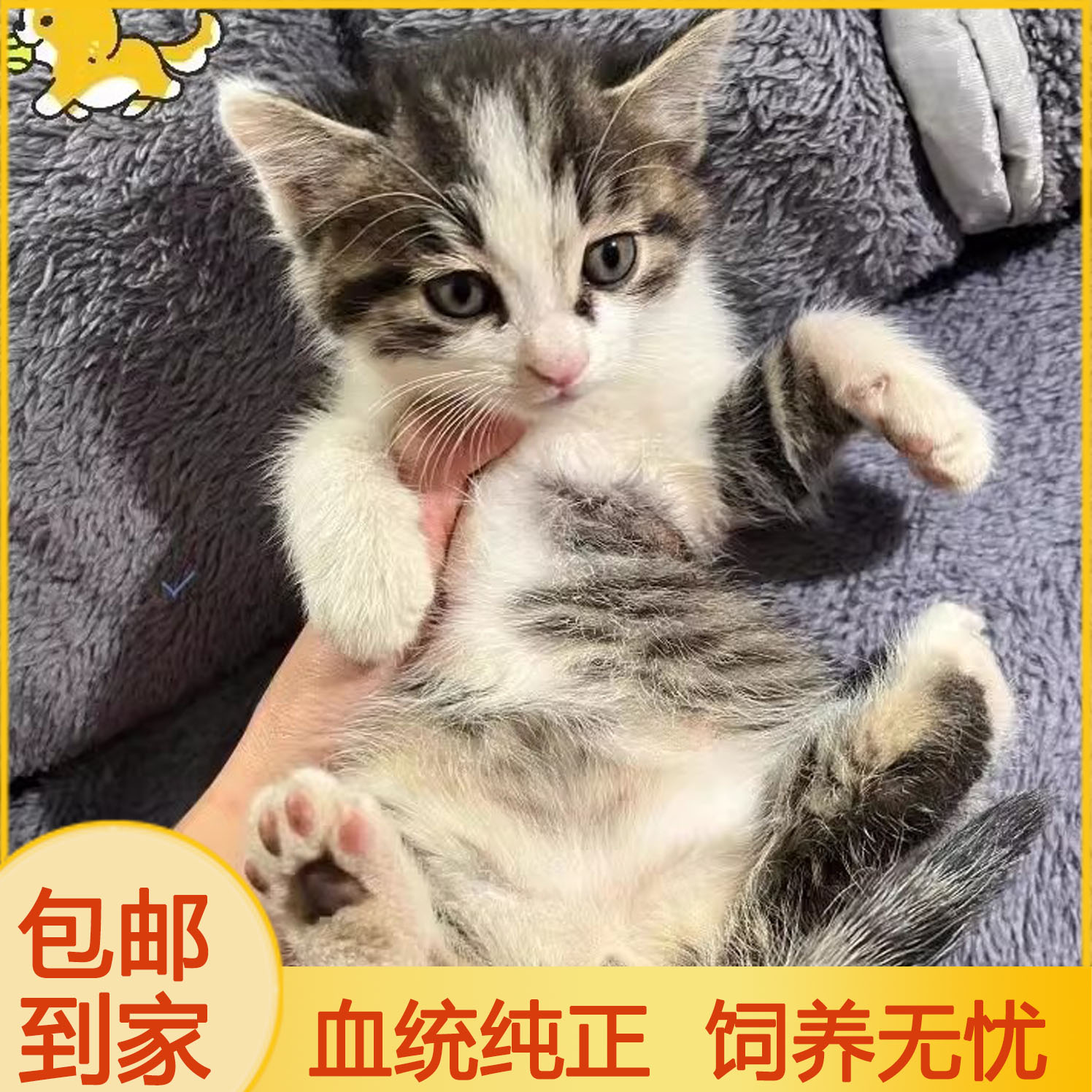 中华田园猫便宜小猫崽