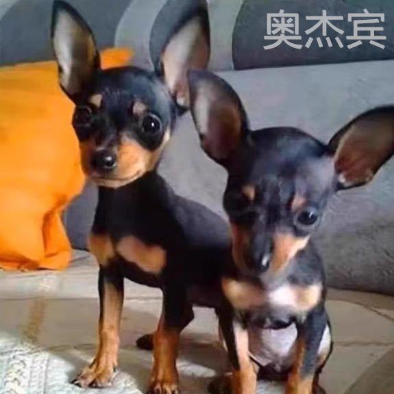 小鹿犬幼纯种狗活物短毛