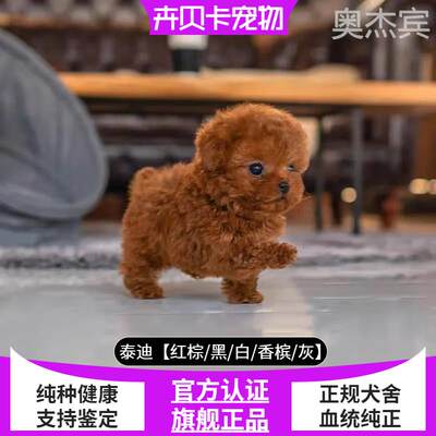 纯种泰迪幼犬飞耳灰长不