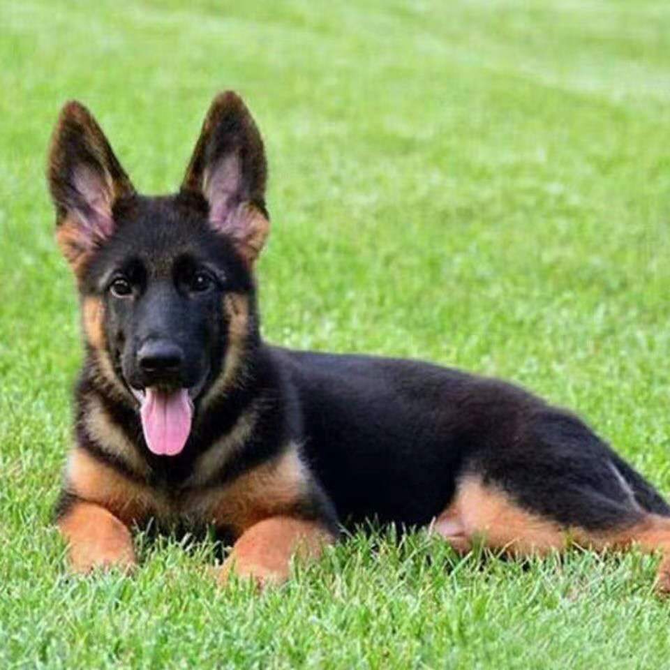 德牧幼犬串好养警犬小狗看家犬放羊德国牧羊犬高智商宠物狗护卫犬