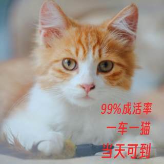 小猫活体家养幼崽猫咪橘白猫橘猫狸花猫狸白猫黑白奶牛猫可爱便宜