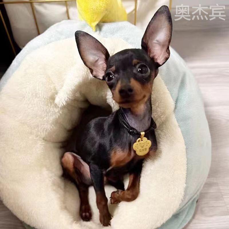 小鹿犬活物幼犬迷你可爱型狗狗真狗长不大茶杯犬幼崽小型犬