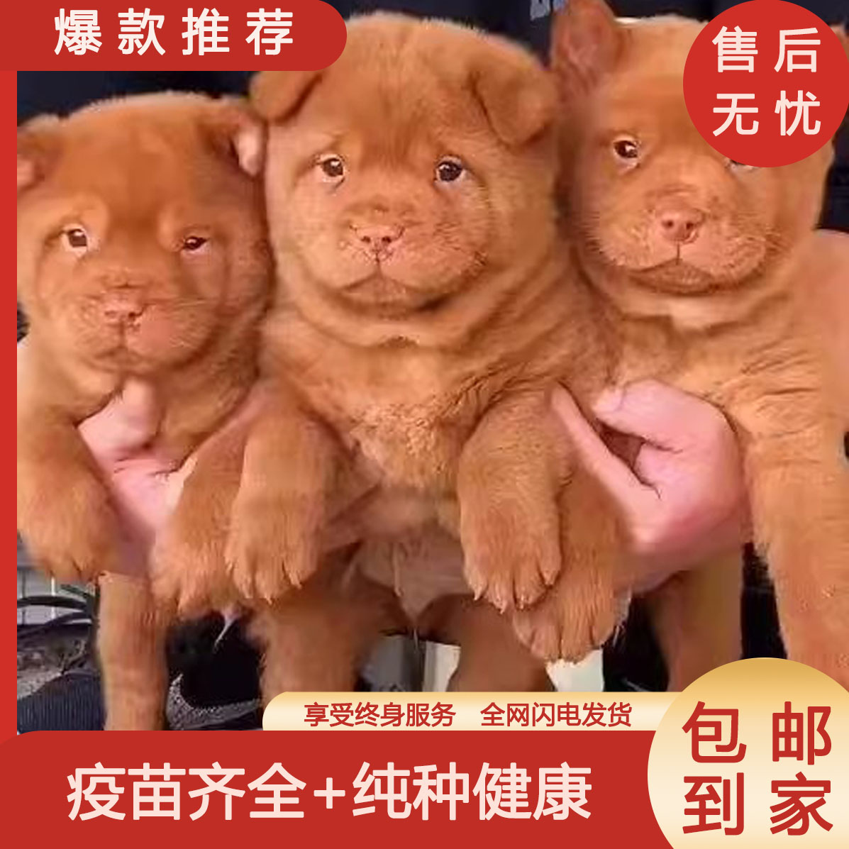 潮汕五红犬虎斑红色土狗