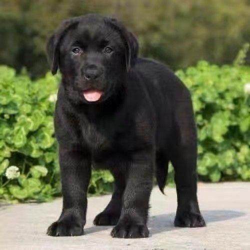 双血统大型拉布拉多犬狗狗活物黑色白色黄色包邮拉不拉多小七便宜