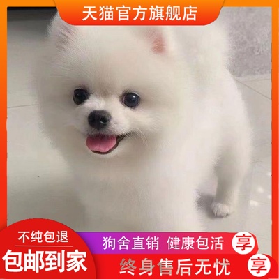 纯种博美幼犬茶杯犬超萌活的