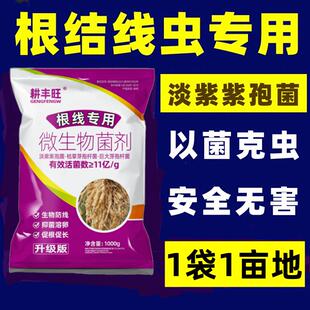 根结线虫专用药淡紫紫孢菌淡紫拟青霉农用果树蔬菜花卉杀根线虫药