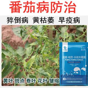 西红柿病毒病专用药杀菌剂番茄病菌清防治卷叶病黄叶黑杆病克星