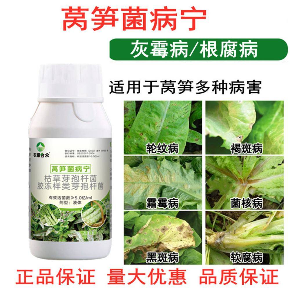 莴笋霜霉病专用药根腐病软腐病灰霉病褐斑病微生物菌剂莴苣防病药