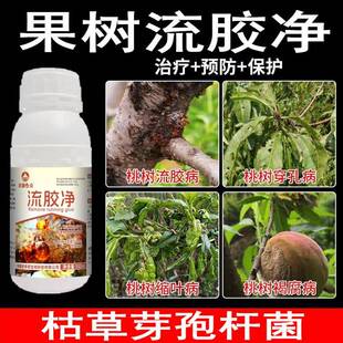 流胶净果树流胶病专用药治桃树柑橘溃疡病专用药防腐烂番茄杀菌剂