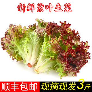 红叶生菜新鲜罗莎紫叶生菜西餐沙拉菜现摘现发即食蔬菜顺丰包邮