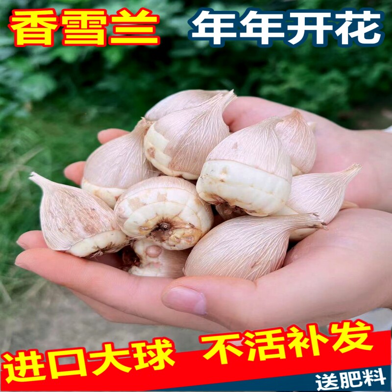 5颗香雪兰四季开花好养进口小苍兰大种球重瓣花卉室内阳台庭院种高性价比高么？