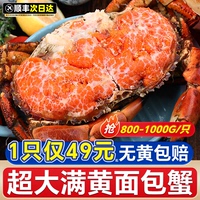 面包蟹熟凍母蟹帝王蟹超大鮮活冷凍海蟹新鮮