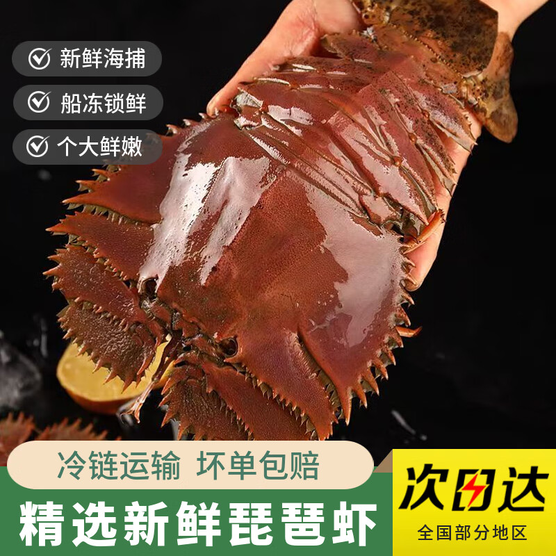 活冻琵琶虾九齿扇虾舟山大琵琶虾鲜活速海鲜海虾枇杷虾