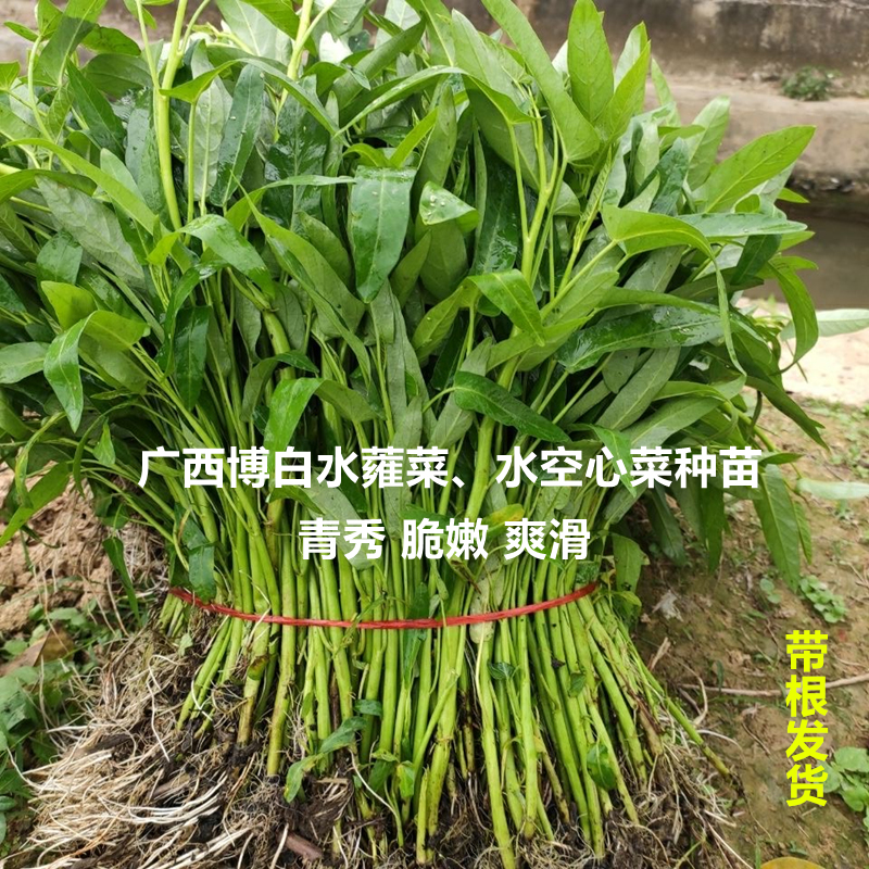 广西特产种苗1斤新鲜蔬菜