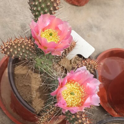 新品桃色龙胆团扇仙人掌耐寒团扇美花仙人掌耐寒仙人掌opuntia 蒸蒸日进企业店 淘优券