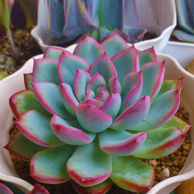 多肉植物雨燕座办公室室内阳台新款稀有四季萌肉组合盆栽绿植花卉