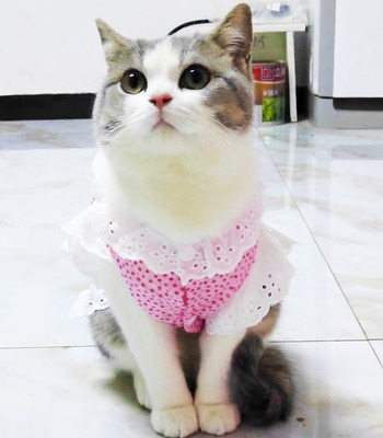 公主猫咪情侣衬衫薄款猫可爱裙子夏装蓝猫衣服橘猫英