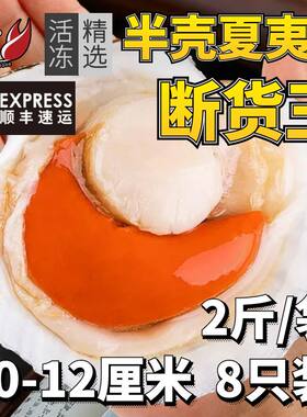 半壳夏夷贝10-12厘米鲜活冷冻海鲜带壳超大水产粉丝蒜蓉扇贝烧烤