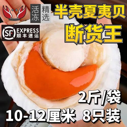 半壳夏夷贝10-12厘米鲜活冷冻海鲜带壳超大水产粉丝蒜蓉扇贝烧烤