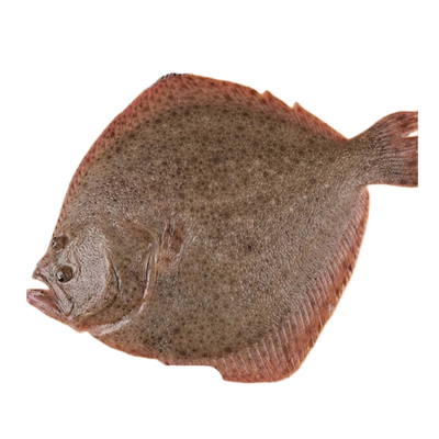 多宝鱼鲜活冷冻比目鱼鸦片鱼鲽鱼无刺海鱼扁口鱼超大整条海鲜水产