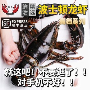 波士顿龙虾包活波龙鲜活波斯顿大龙虾大波龙海鲜澳龙水产奥龙 包邮