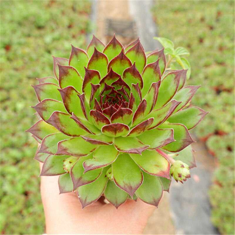 观音莲多肉植物超大紫牡丹多多老根好养净化空气老桩大株庄清棚