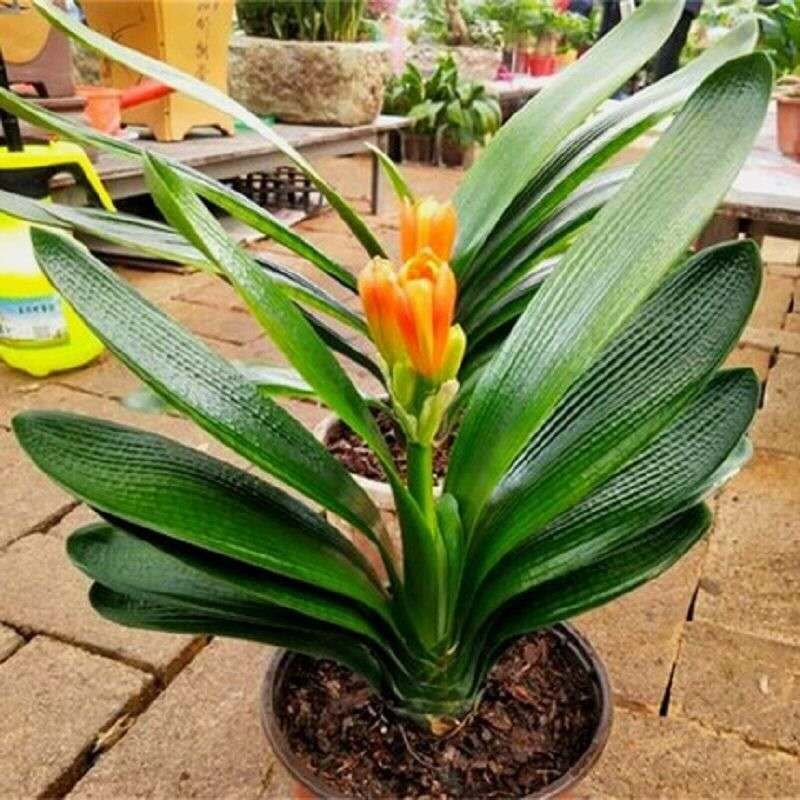 开花君子兰盆栽带花苞高端花卉植物室内花好养圆头和尚大小苗绿植