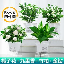 水培植物盆栽绿萝箩室内花卉绿植水养万年青多肉新房家用吸除甲醛