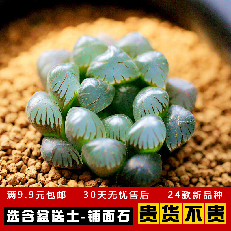 贵货多肉植物组合盆栽玉露婴儿手指新款超萌多肉室内花卉含盆带土