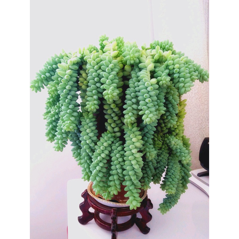 多肉植物小米星钱串 玉坠 佛珠精品肉肉花卉吊兰垂吊稀有品种大株