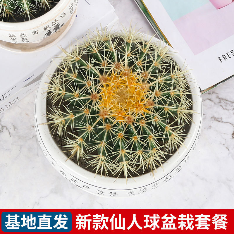 超大金琥虎仙人球盆栽花