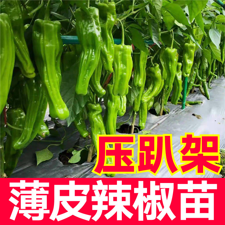 压趴架大果薄皮辣椒苗秧高产盆栽阳台种子籽春秋四季青椒杭椒线椒