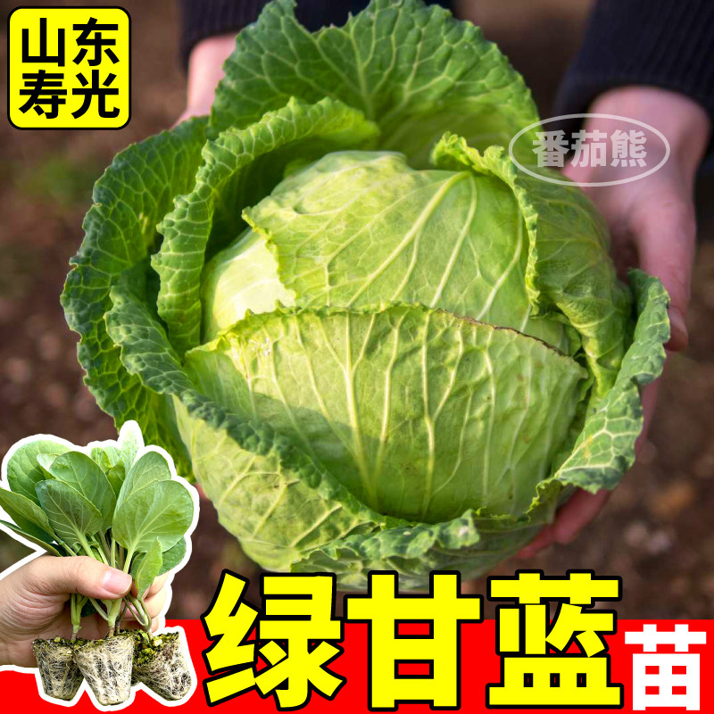高产绿甘蓝苗秧高产正宗绿色卷心菜种子四季阳台盆栽松花菜紫甘蓝