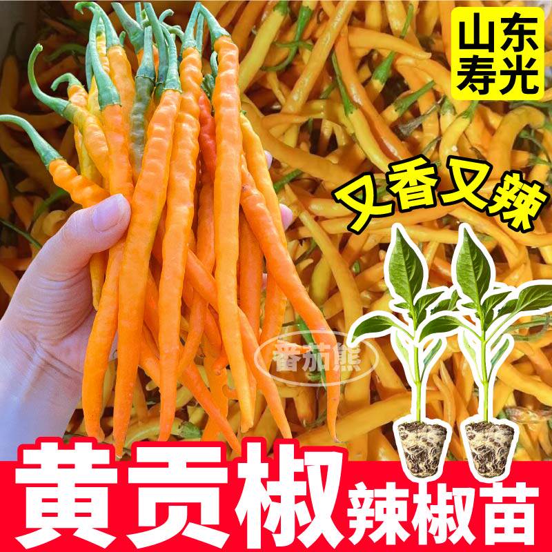 寿光黄贡椒苗秧脆辣爽口黄紫绿线椒种子四季阳台小院盆栽带土球