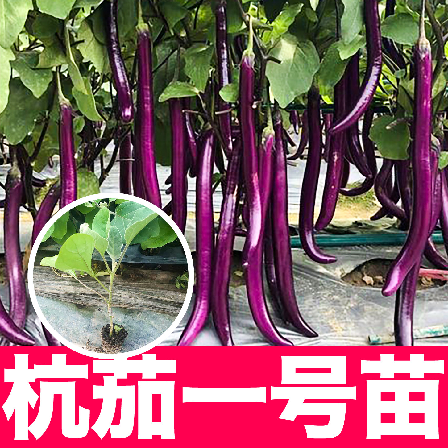 寿光杭茄苗秧线茄种籽佳节紫红细长圆茄子种子四季盆栽高产春秋籽