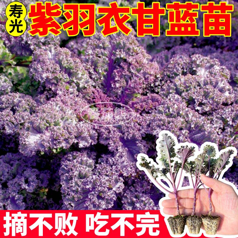 紫羽衣甘蓝苗秧带土球耐寒观赏食用菜庭院绿植低脂绿羽甘蓝种子籽