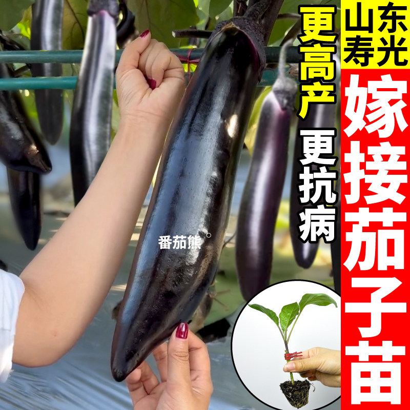 寿光嫁接茄子苗秧大龙紫长茄苗嫁接圆茄秧苗高产抗病南北方种植