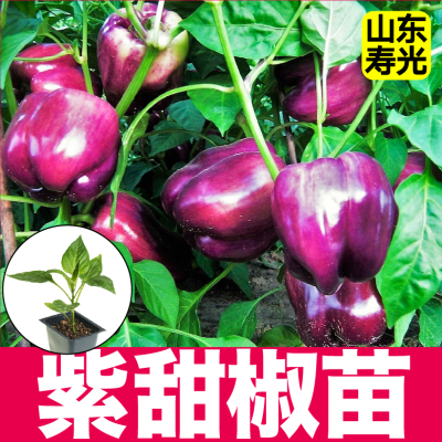 正宗寿光大果紫甜椒秧苗红黄绿太空椒方椒水果辣椒种子四季盆栽苗