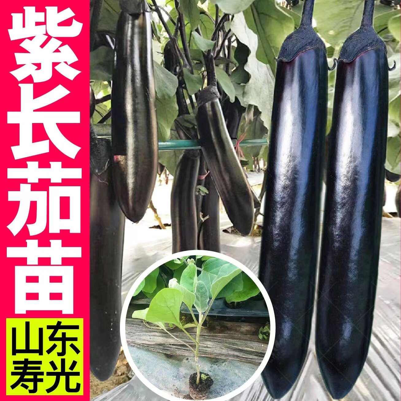 茄子四季紫把嫁接蔬菜种籽黑白绿